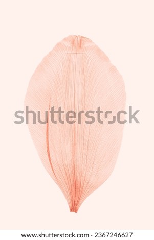 Abstract nature pattern of flower petal peach color, natural texture leaf as natural background or backdrop. Macro texture, aesthetic photo with veins of petals, trend botanical design element