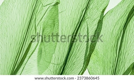 Abstract nature pattern of flower petals green color, natural texture leaf as natural background or backdrop. Macro texture, colored aesthetic photo with veins of petals, trend botanical design.