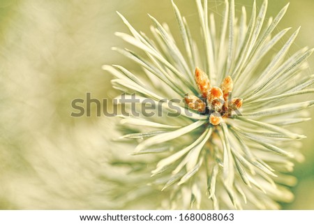 Pine cones Tree Detail