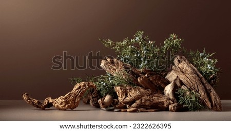Abstract nature scene with a composition of juniper and dry snags. Neutral beige background for cosmetic, beauty product branding, identity, and packaging. Natural pastel colors. Copy space.