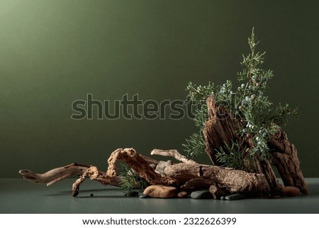 Abstract nature scene with a composition of juniper, stones, and dry snags. Neutral green background for cosmetic, beauty product branding, identity, and packaging. Natural pastel colors. Copy space.