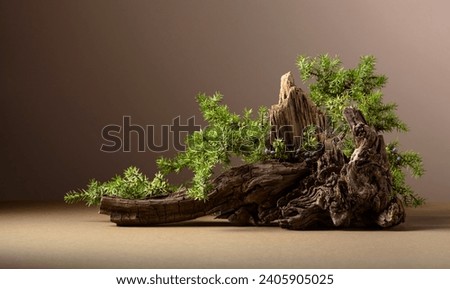 Abstract nature scene with a composition of juniper and dry snags. Neutral beige background for cosmetic, beauty product branding, identity, and packaging. Copy space, front view.