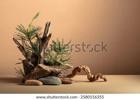 Abstract nature scene with a composition of pine branches, stones, and dry snags. Beige background for cosmetics, beauty product branding, identity, and packaging. Copy space.