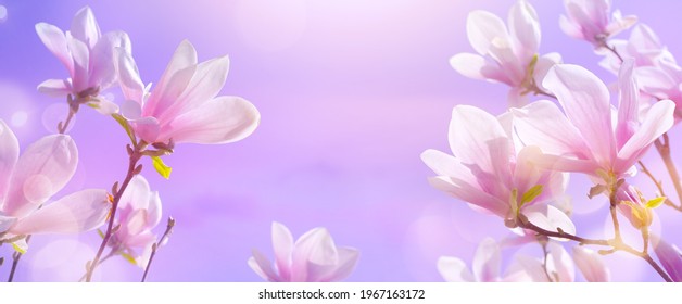 abstract nature spring background. Flowering magnolia tree