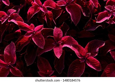  Abstract nature texture background. Red leaves texture background, cropped shot. Abstract nature background with a lot of copy space for text.