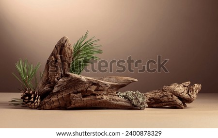 Abstract north nature scene with a composition of lichen, pine branches, and dry snags. Beige background for cosmetics, beauty product branding, identity, and packaging. Copy space.