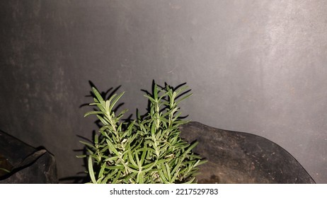 Abstract, Not Focused. Blurred Background Of Rosemary Plant