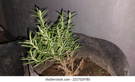 Abstract, Not Focused. Blurred Background Of Rosemary Plant