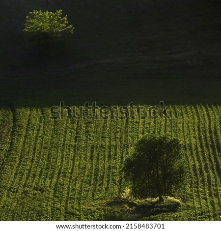 Similar – Baum von oben Natur