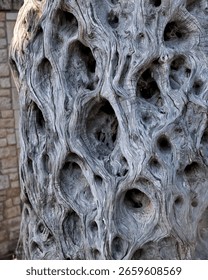Abstract organic pattern in a decaying tree trunk with sculptural hollows and textured grooves, perfect for backgrounds, wall art, and eco-design. Crete, Greece, July 25, 2025