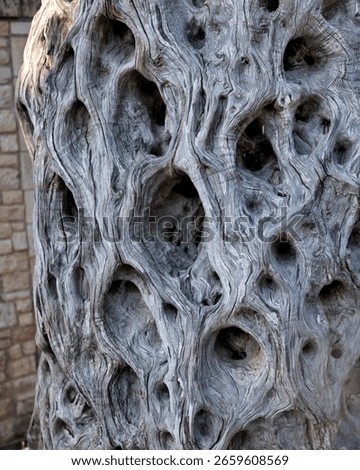 Abstract organic pattern in a decaying tree trunk with sculptural hollows and textured grooves, perfect for backgrounds, wall art, and eco-design. Crete, Greece, July 25, 2025