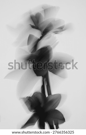 Abstract Overlapping Daffodil Silhouettes With Soft Motion Blur On A White Canvas