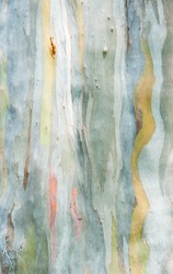 Abstract Painting By Eucalyptus Tree Bark
