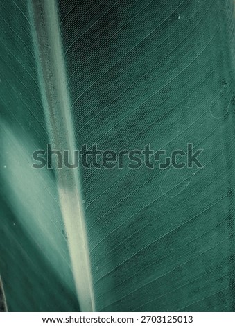 Abstract of parallel lines and micro-texture on a leaf, visually dominated by a bright vertical band (vein) that acts as a focal point against the dark, rhythmic background.