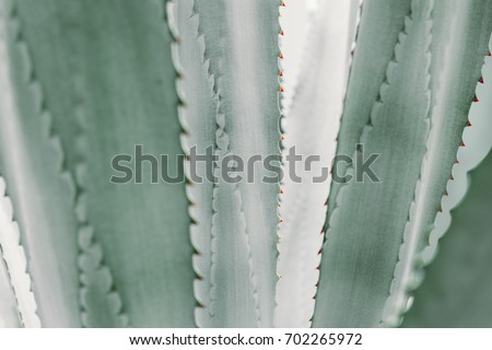 abstract pattern of agave plant.