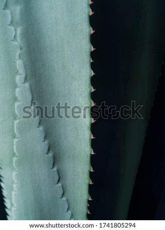 abstract pattern of agave plant. macro photography