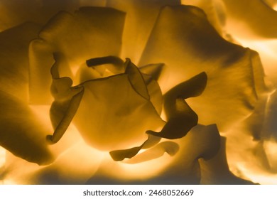 デザインバナー用の抽象的パターンの黄色い背景。花びらの曲線を持つ美しいバラの接写マクロ。ポストカードと壁紙フラットとして新鮮な美しい花は、トップビューの接写を置きますの写真素材