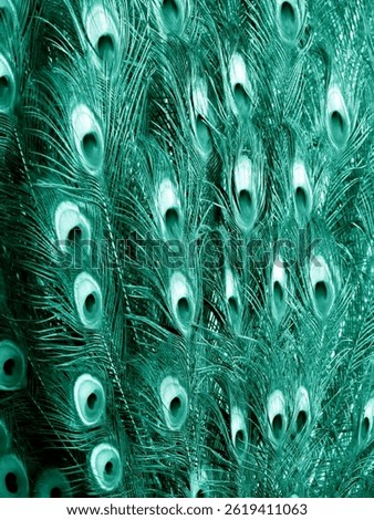 Abstract pattern, background and texture of peacock tail feathers