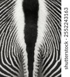 Abstract pattern of black and white Grevys zebra stripes surrounding tail