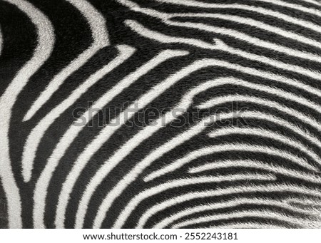 Abstract pattern of black and white Grevys zebra stripes