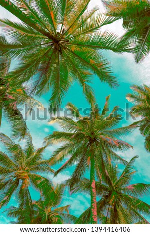 Abstract pattern coconut palm tree leaf background from bottom view. Art nature pattern background or tropical summer beach holiday vacation traveling, save environmental concept.