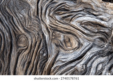 Abstract pattern of dead driftwood trees at Jekyll Island Georgia