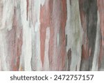 Abstract pattern from eucalyptus tree bark.