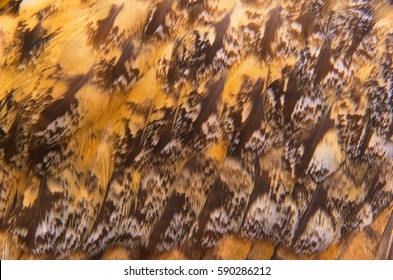 Abstract pattern of feathers owls close-up as background. The texture of the short feathers of the owl. Macro of the brown and yellow feathers of a owl.