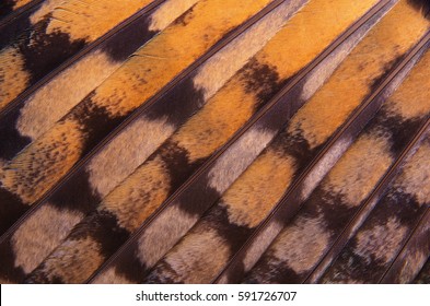 Abstract pattern of feathers owls close-up as background. The texture of the wing feathers of the owl. Macro of the brown and yellow feathers of a owl. The diagonal placement of the feathers