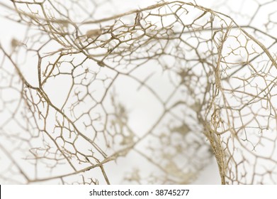 Abstract pattern of a leafs veins.