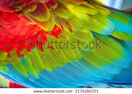 Abstract pattern of Macaw parrot feathers close-up