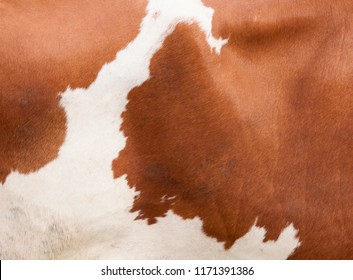 Abstract Pattern On Brown And White Hide On Side Of Cow