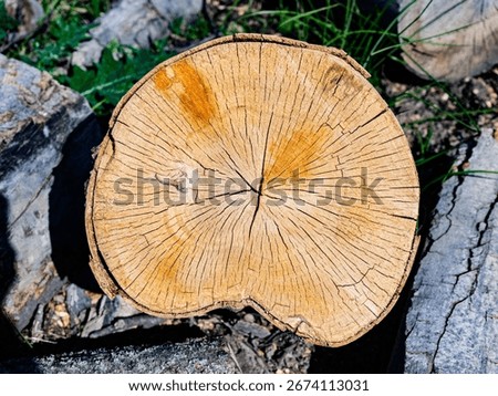 Abstract pattern of tree trunk crosscut