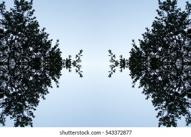 Abstract pattern of trees overhead view. Flat lay of leaves creative bohemian mandala for social media timeline, invitation greeting card, vintage wedding blog. Image with symmetry filter effect