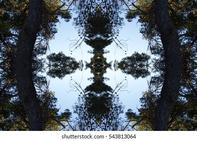 Abstract pattern of trees overhead view. Flat lay of leaves creative bohemian mandala for social media timeline, invitation greeting card, vintage wedding blog. Image with symmetry filter effect