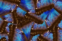 Abstract Pattern From Tropical Morpho Butterfly Wings.