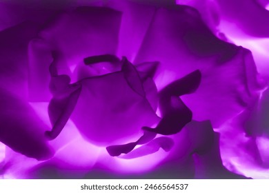 Abstract pattern violet purple background for design banner. Close up view of a beautiful rose with curves of petals. Macro. Fresh beautiful flower as postcard and wallpaper Flat lay top view closeup - Powered by Shutterstock