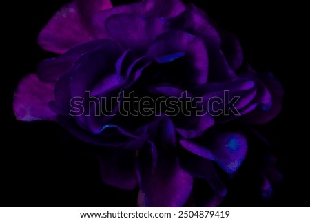 Abstract pattern violet purple background for design banner. Close up view of a beautiful rose with curves of petals. Macro. Fresh beautiful flower as postcard and wallpaper Flat lay. sstkbackgrounds.