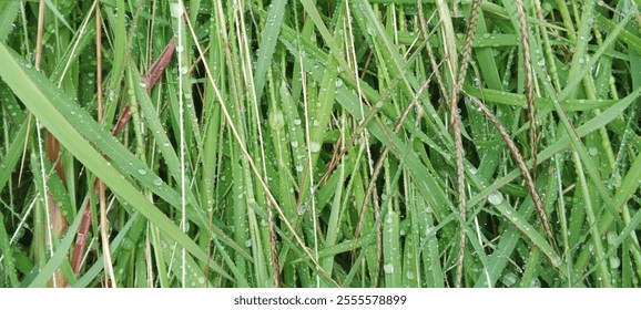 abstract pattern of water droplets on slender blades of green grass, creating a mesmerizing texture - Powered by Shutterstock