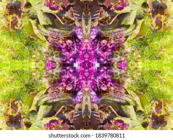 abstract patterns created when shooting plants through a kaleidoscope