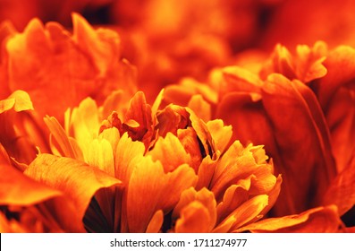 Abstract petals of a orange flower on sun