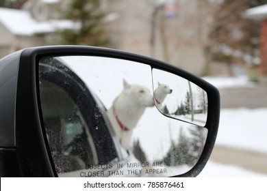 Abstract Photo Of Dog With Head Out Of Car Window Captured Through The Rear View Mirror 