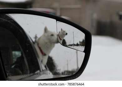 Abstract Photo Of Dog With Head Out Of Car Window Captured Through The Rear View Mirror 