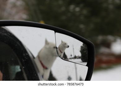 Abstract Photo Of Dog With Head Out Of Car Window Captured Through The Rear View Mirror 