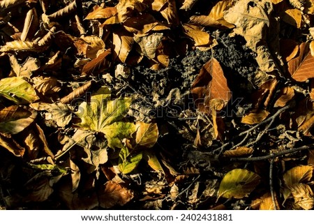 Abstract photo of dry fallen leaves on the ground. Dry autumn leaves in yellow color. Contrast of light and shadow. Natural wallpaper with fallen leaves. Autumn wallpaper, season