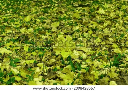 Abstract photo of fallen autumn leaves. Yellow. Fallen leaves, autumn, leaves in the grass, autumn season. Background, texture, leaves, dry, weather.