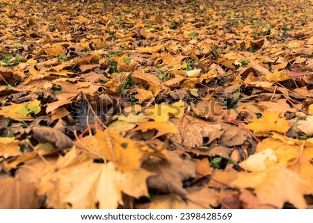 Abstract photo of fallen autumn leaves. Yellow. Fallen leaves, autumn, leaves in the grass, autumn season. Background, texture, leaves, dry, weather.