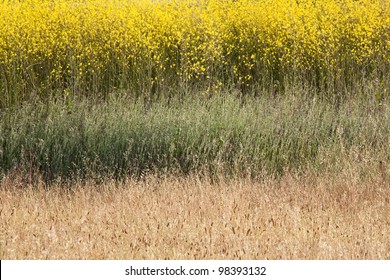 Abstract Photo Of Field Of Mustard Flowers Blooming In Spring In California