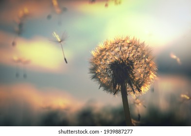 Liberte Hd Stock Images Shutterstock