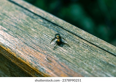 Abstract photo of a fly in gold color sitting on a wooden railing. Railing, wooden, natural material, fly, insect, wings.